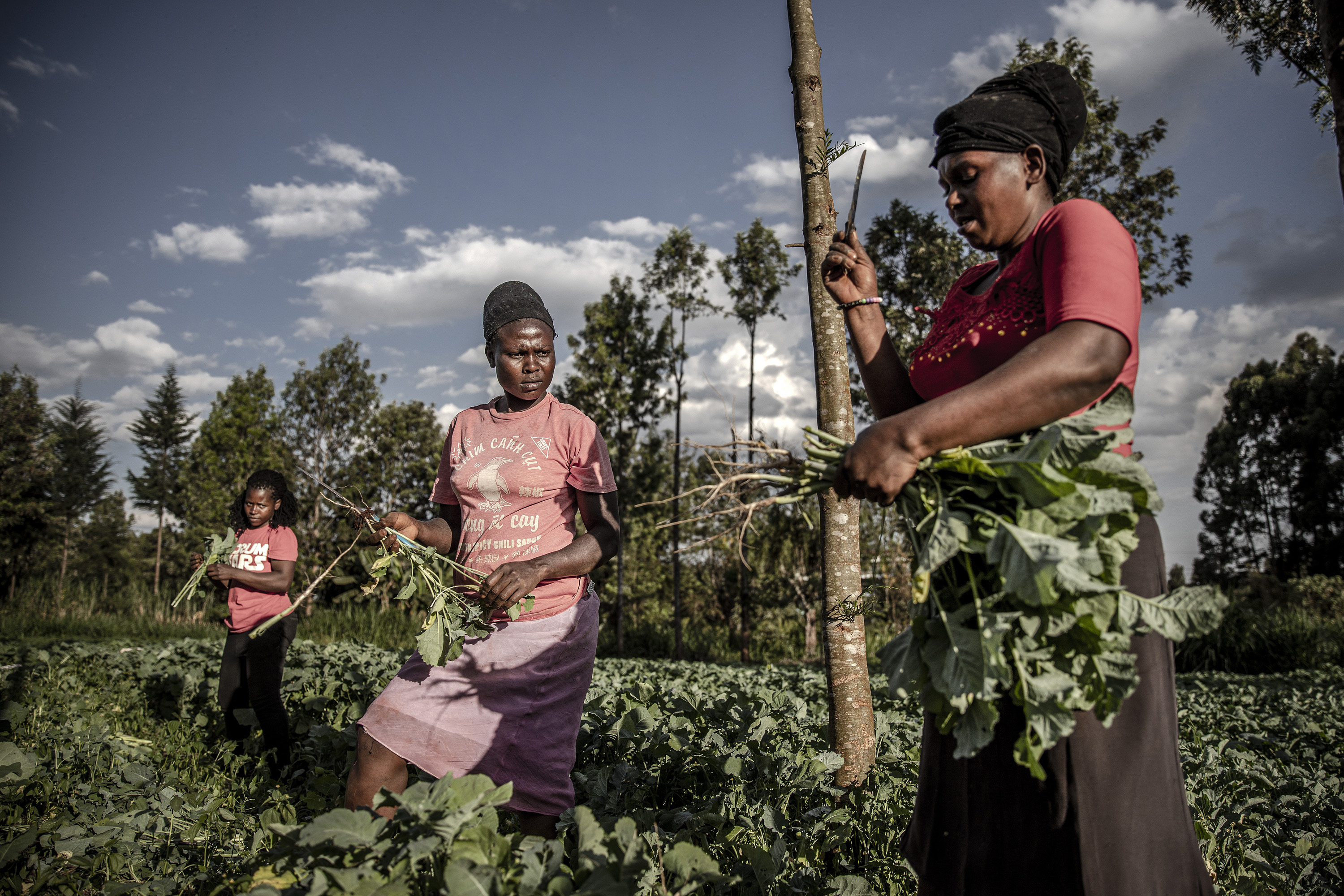 © FAO/Luis Tato