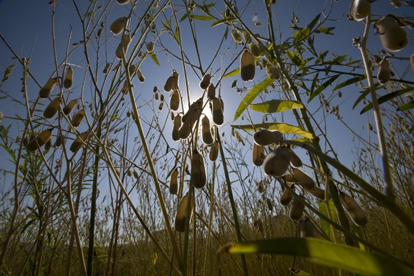 © FAO/Rodger Bosch