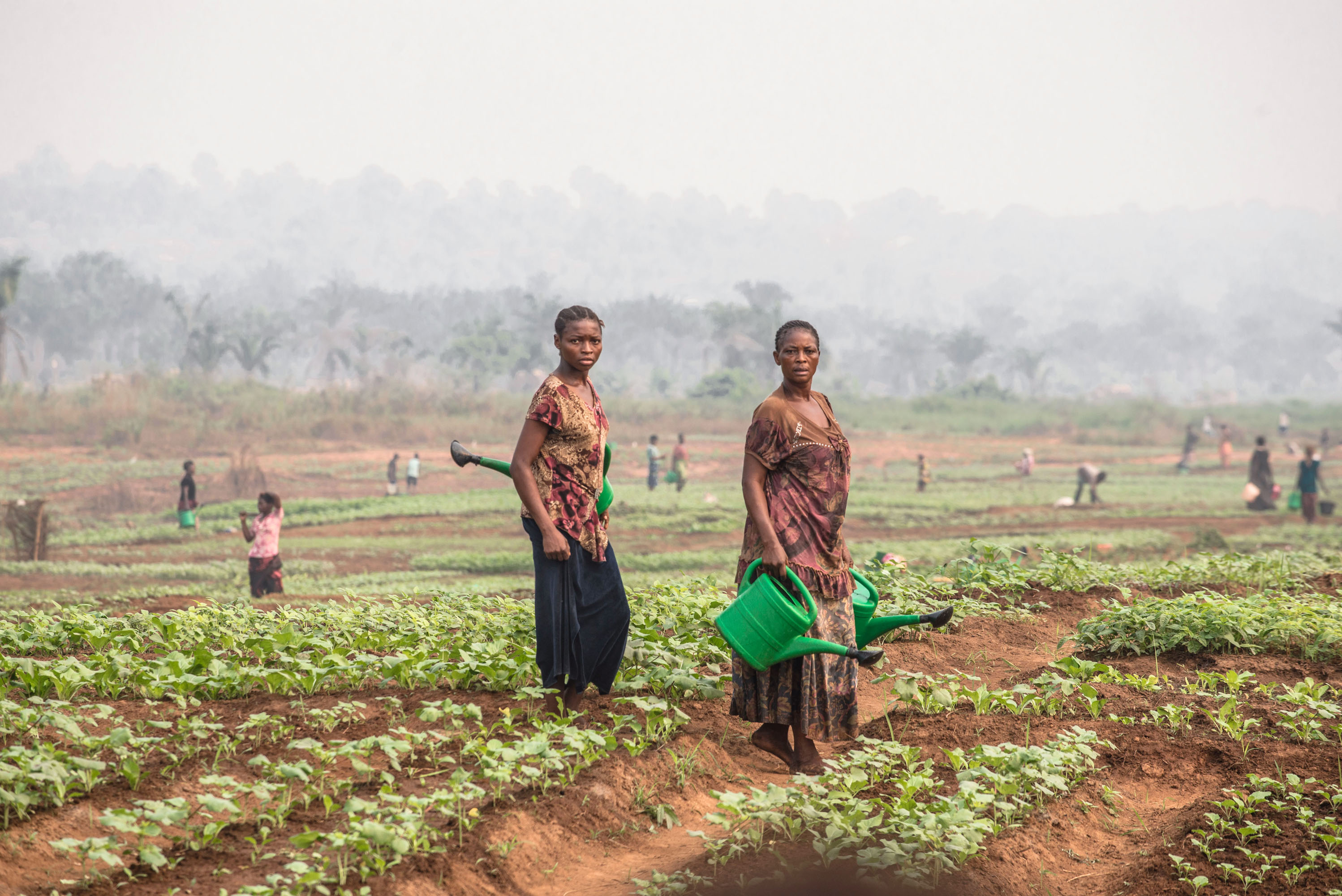 ©FAO/Junior D. Kannah