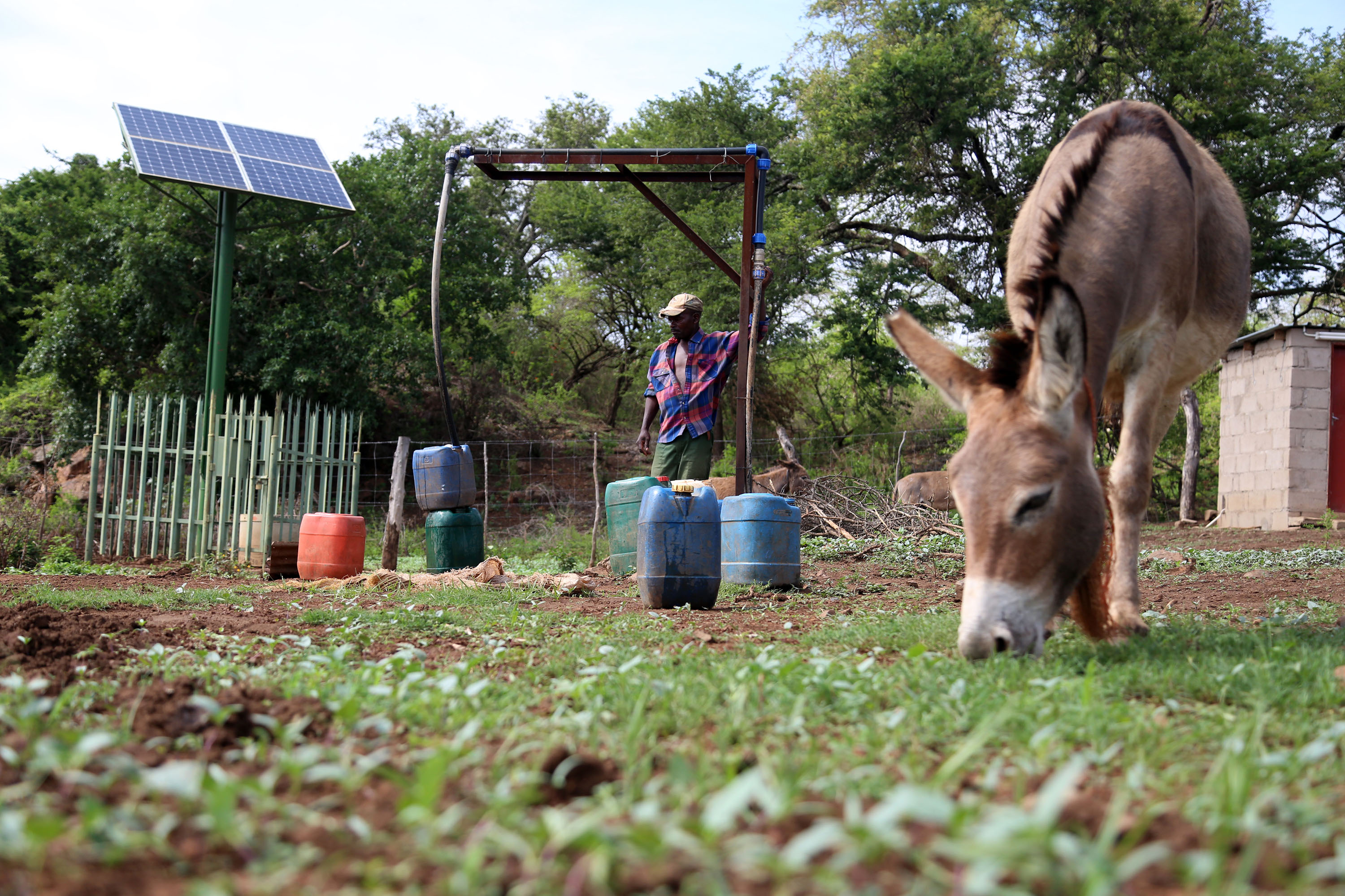 © FAO/Believe Nyakudjara