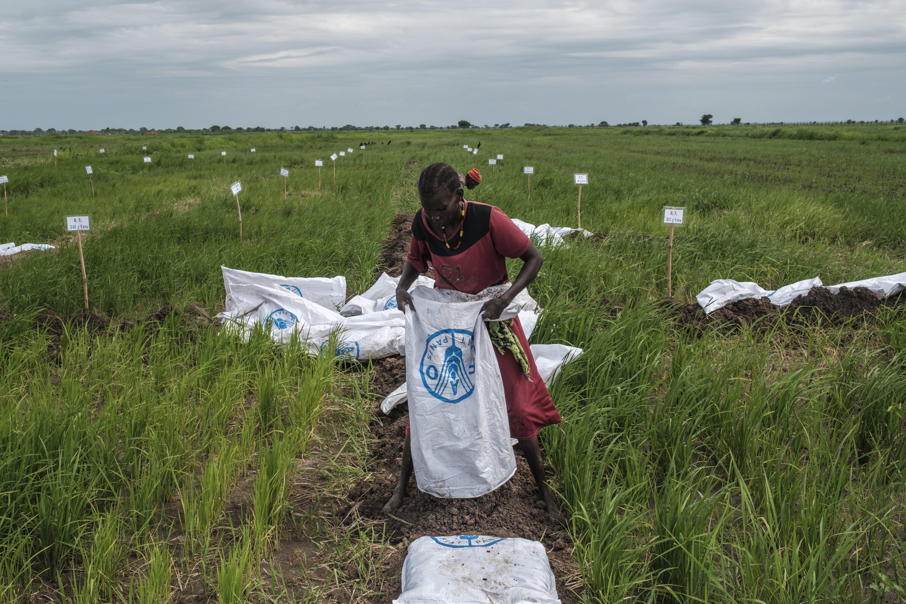 © FAO/IFAD/WFP/Eduardo Soteras