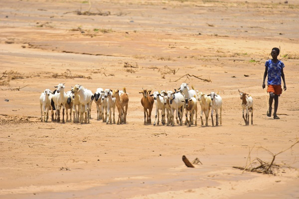 © FAO/Michael Tewelde