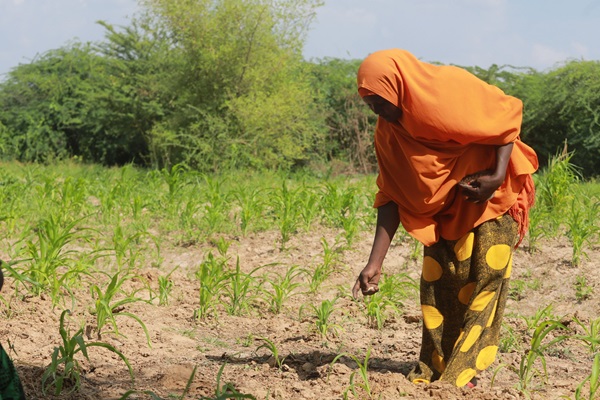 ©FAO/Arete/Ismail Taxta