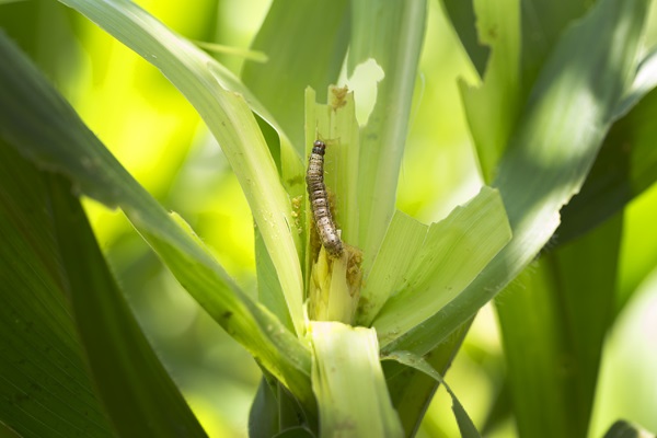 FAO/Lekha Edirisinghe