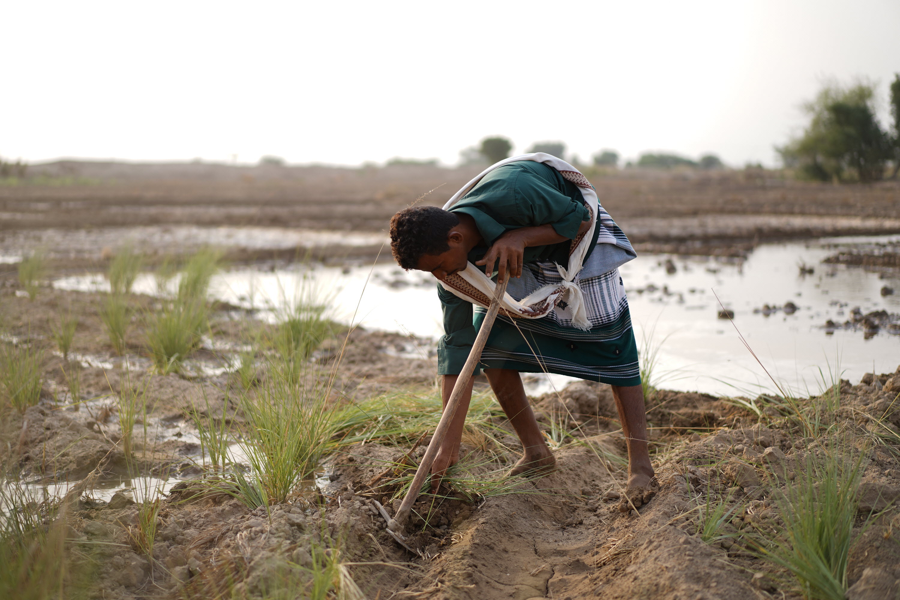 © FAO/Mahmood Mohammed