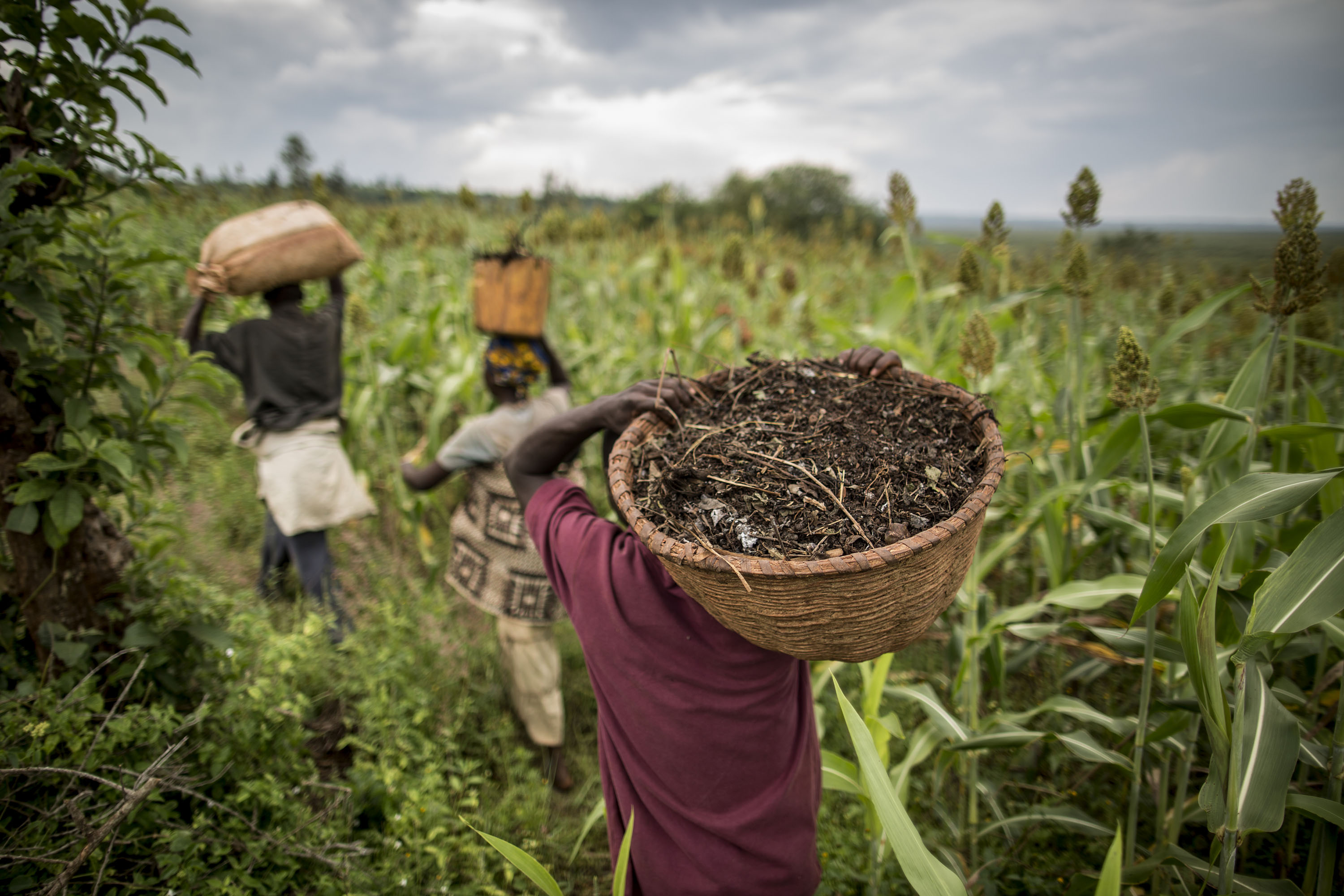 © FAO/Marco Longari