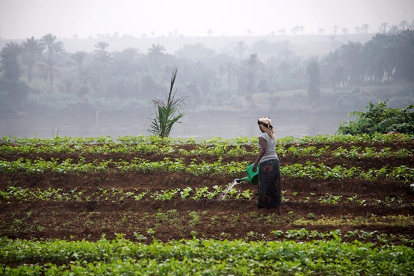 © FAO/Junior D. Kannah