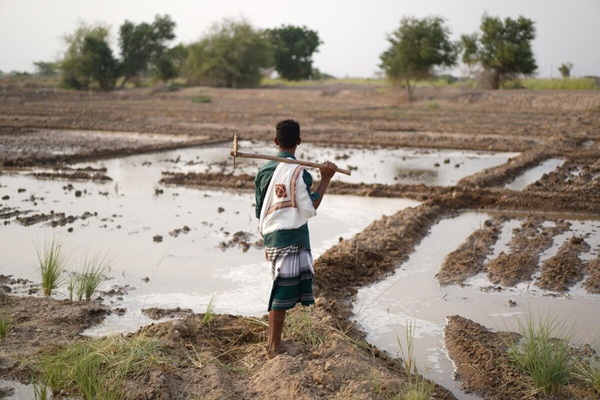 © FAO/Mahmood Mohammed