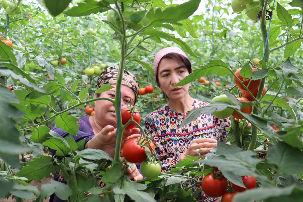 © FAO/Guzal Fayzieva