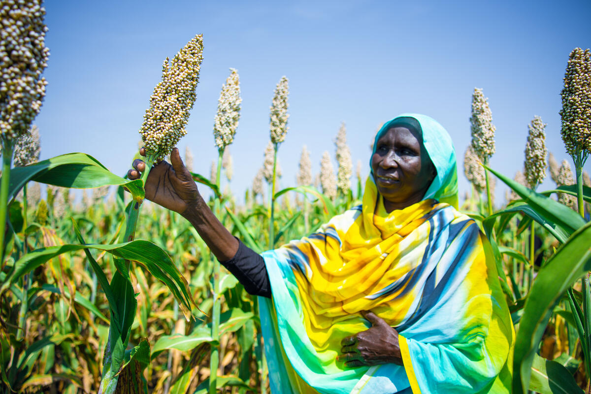 ©FAO/Mahmoud Shamrouk