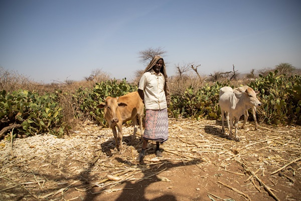 © FAO/Michael Tewelde