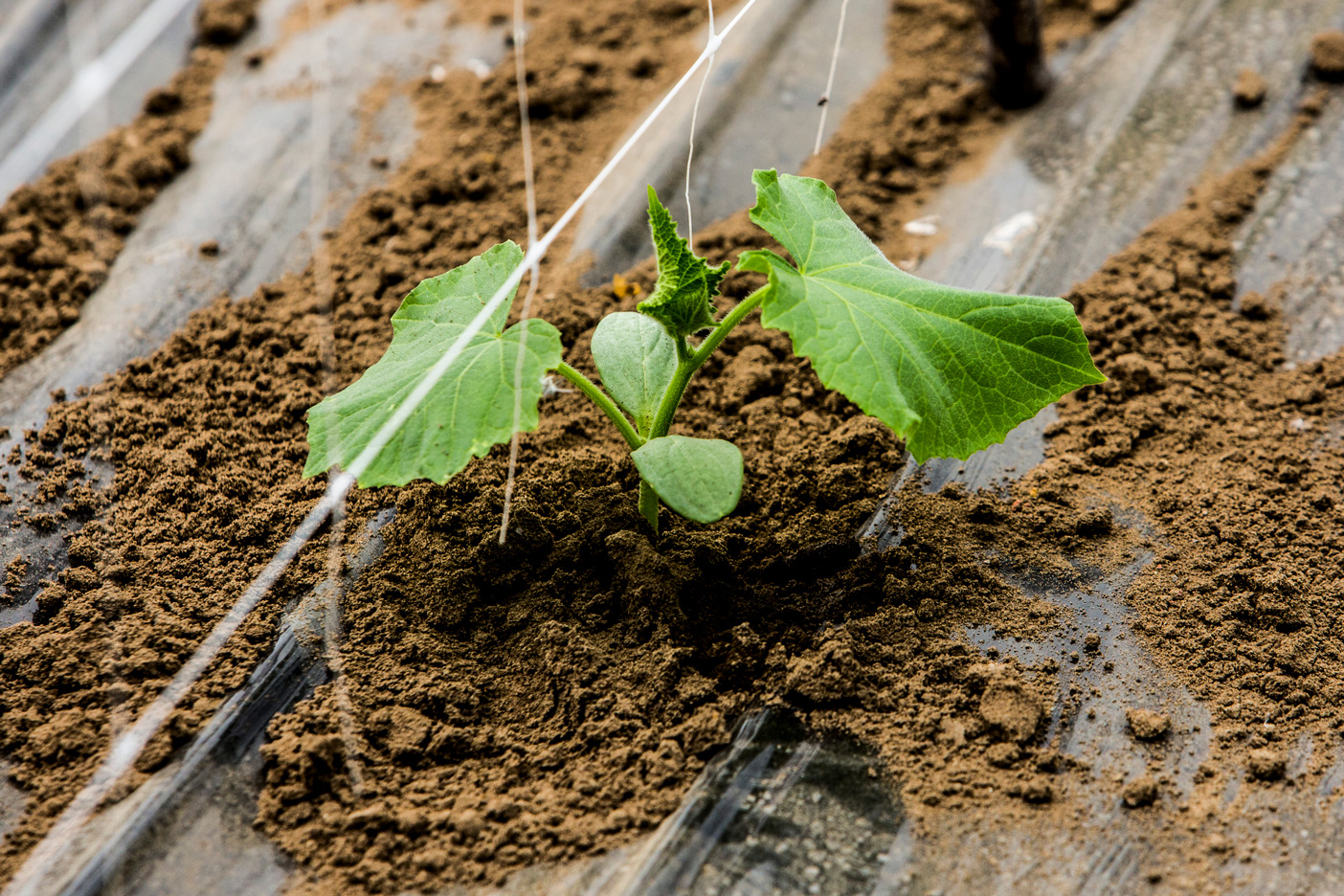 ©FAO/Alessandra Benedetti