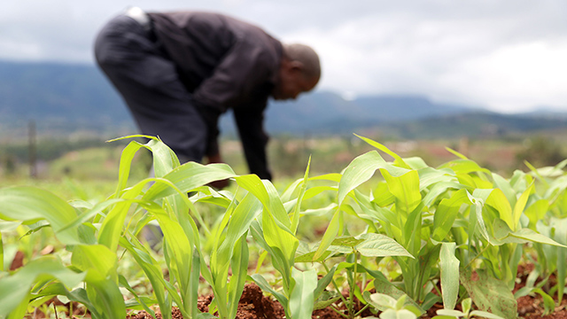 ©FAO/Believe Nyakudjara