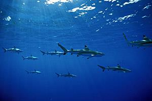 Mediterranean and Black Sea sharks risk extinction