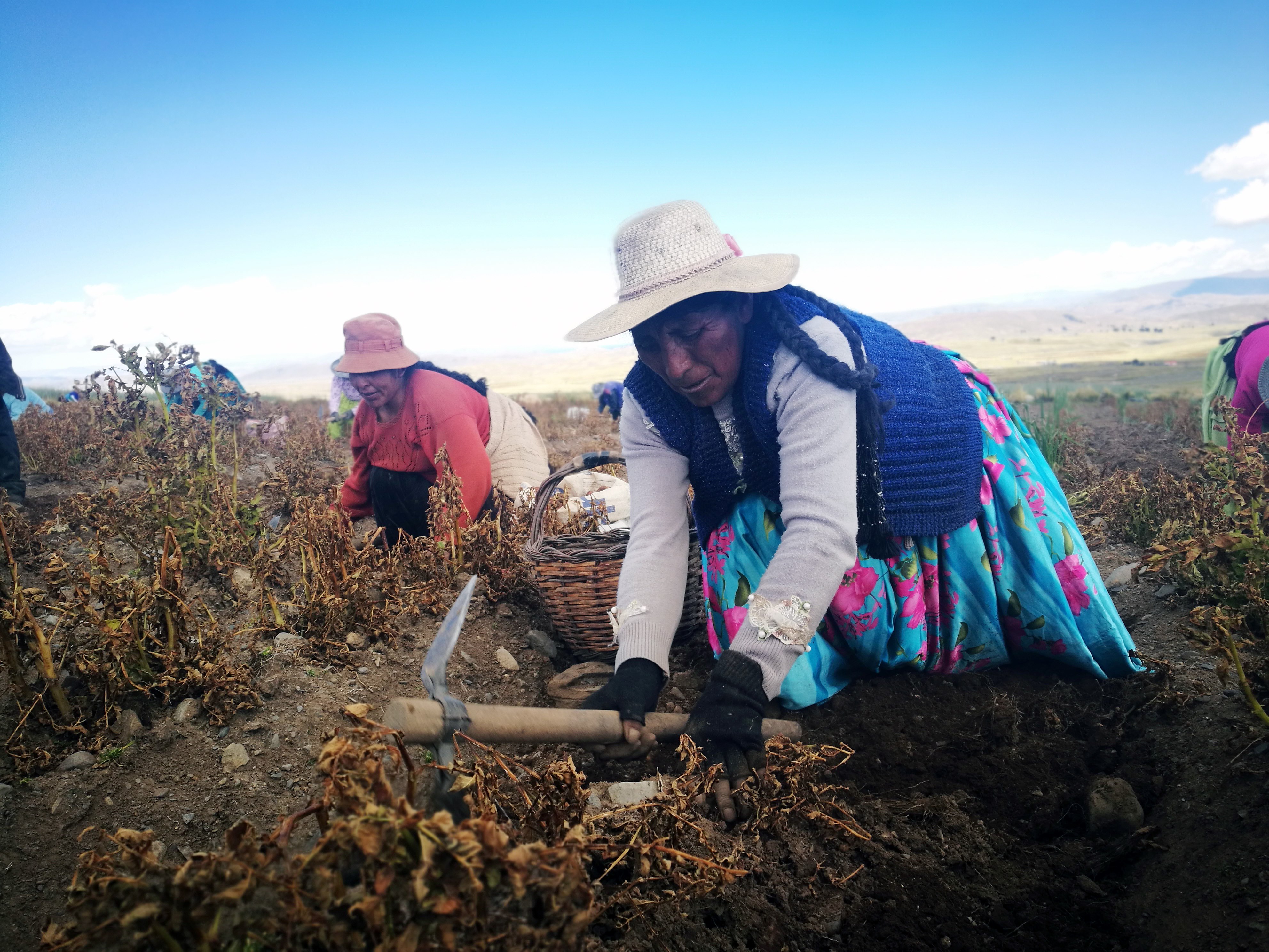 ©FAO/R. Pérez Albrecht