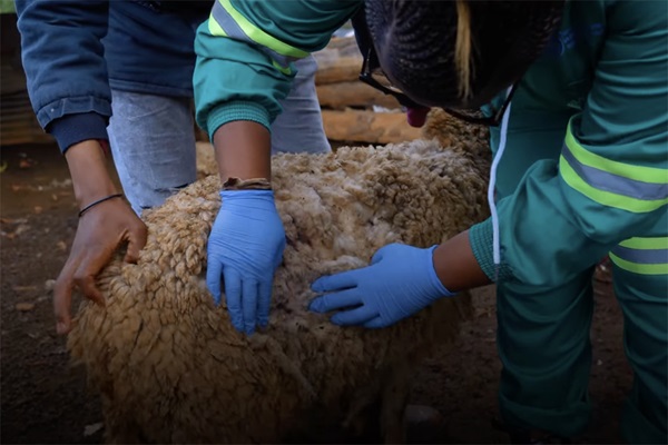 animal health technicians in South Africa