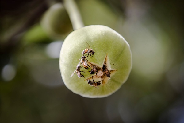Bees