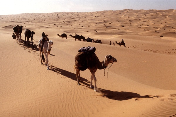 Camels