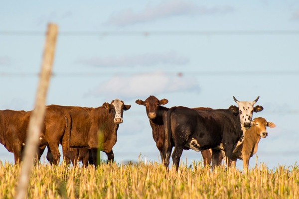 cattle