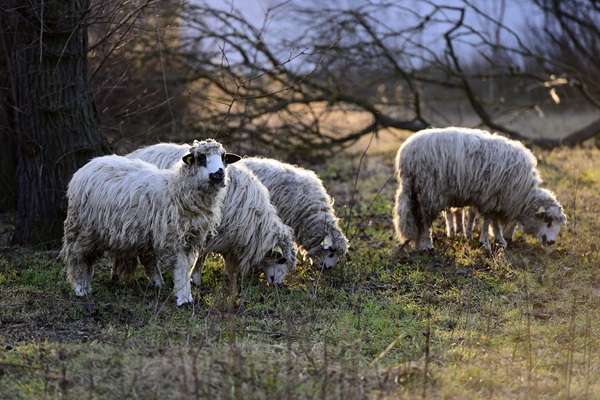 © FAO/Attila Kisbenedek