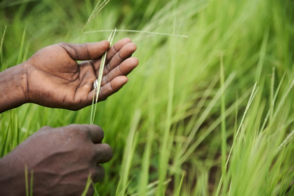 ©FAO/Fanjan Combrink
