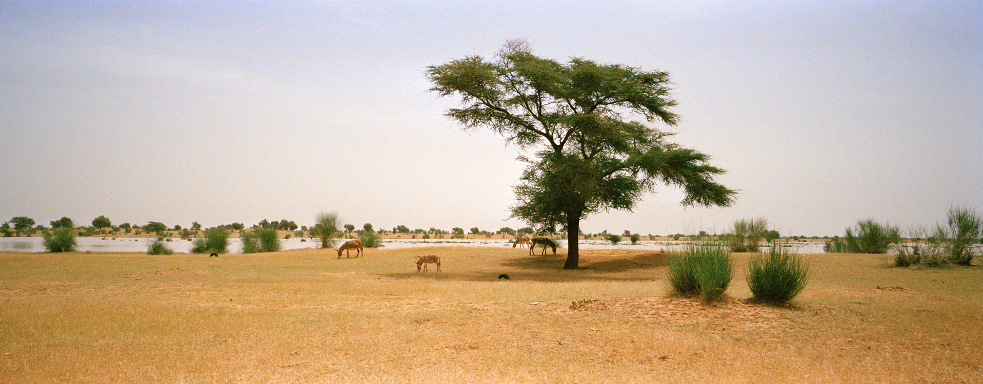 © FAO / Giulio Napolitano