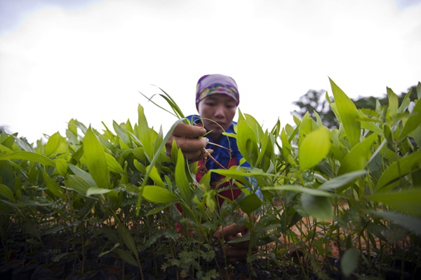 © FAO/Joan Manuel Baliellas