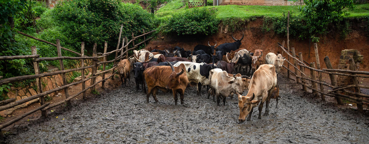 Enhancing manure management for sustainable agriculture in Kenya and Uganda
