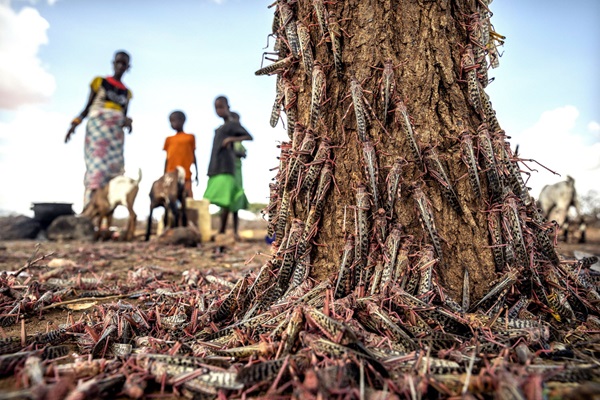 © FAO/Sven Torfinn