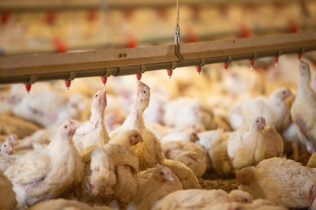 Avian influenza: First global dialogue targets the rising pandemic threat