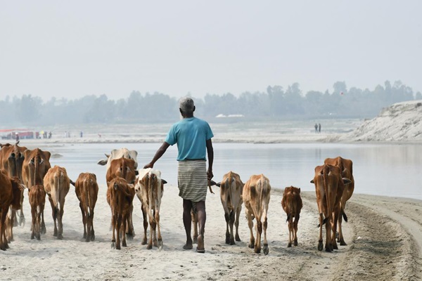 india_livestock