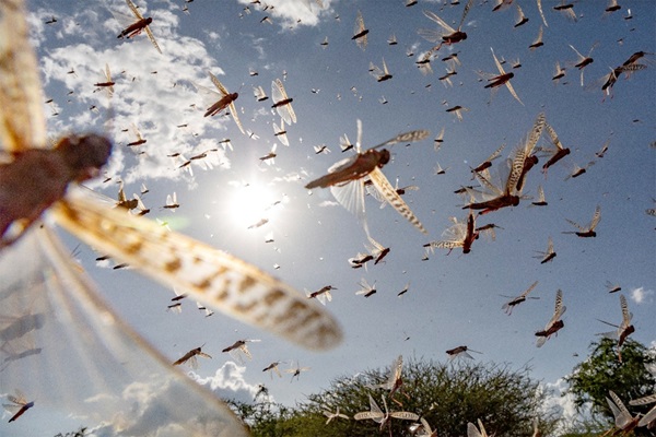 locusts