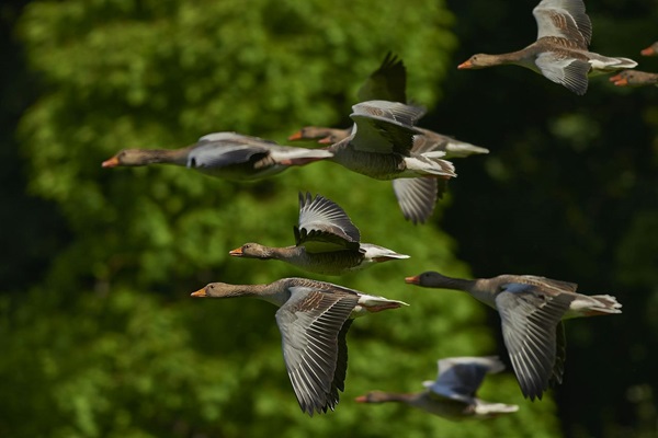 geese