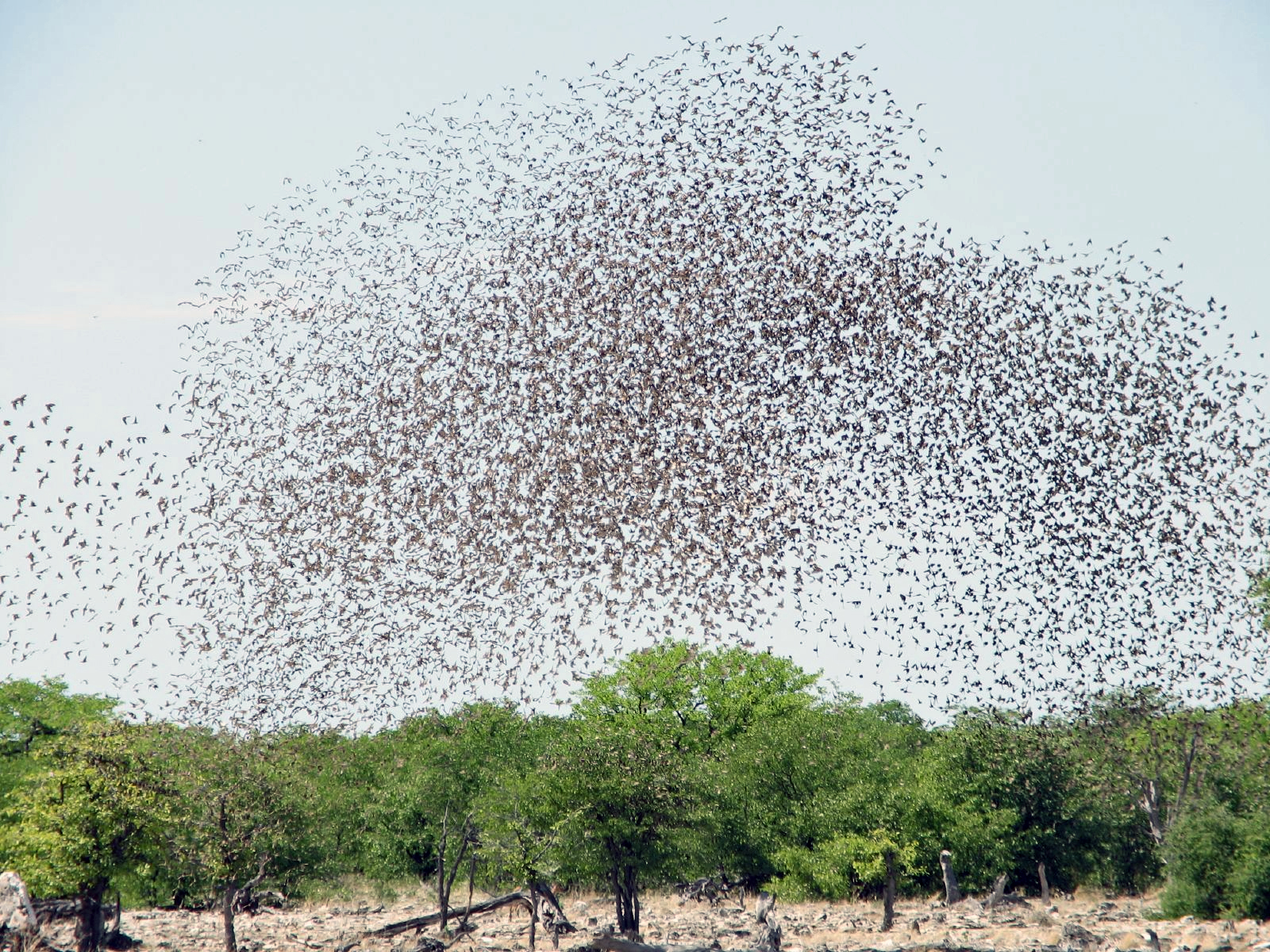 Red-billed quelea flocking at waterhole | Alastair Rae