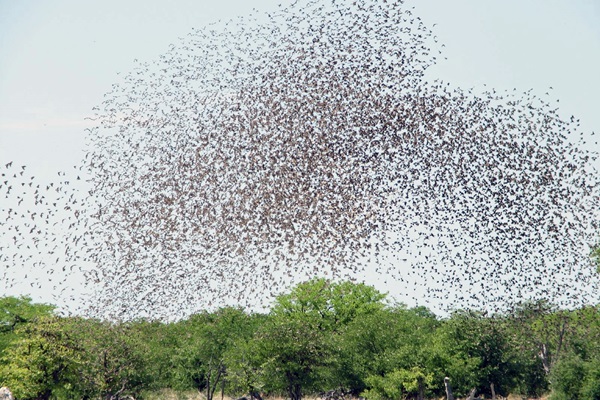 Red-billed_quelea_flocking_at_waterhole