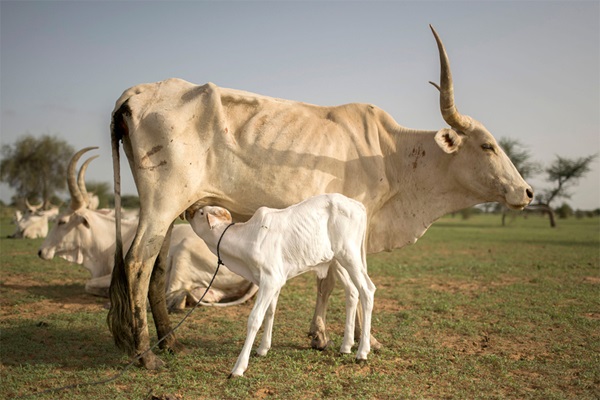 screwworm_Senegal