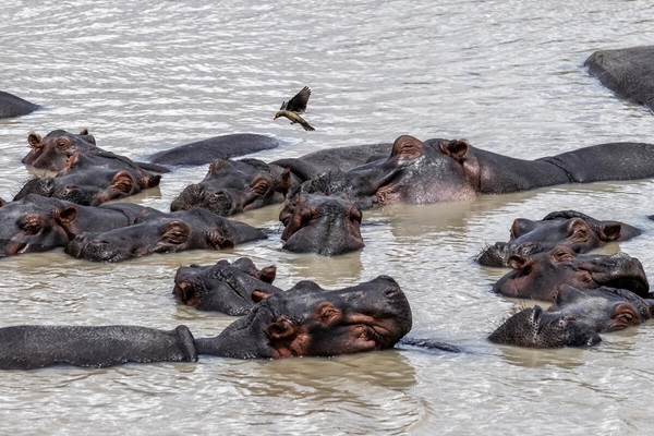 hippo