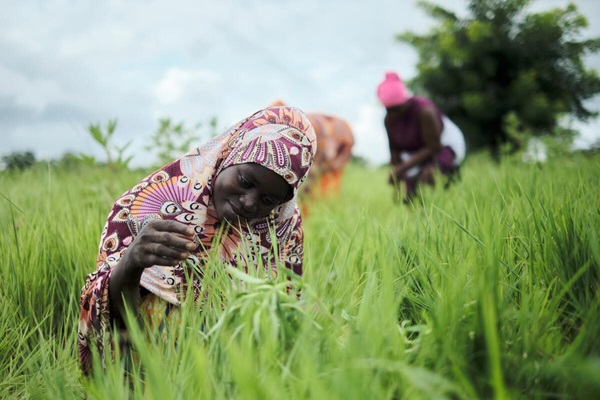 ©FAO/Fanjan Combrink ©FAO/Fanjan Combrink