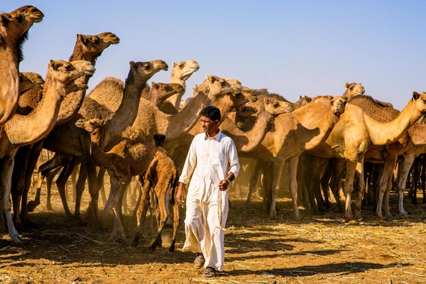 UF196AR Mubarak Hamid a camel’s breeder from Kassala State standing next to his camel during the vaccination campaign 08