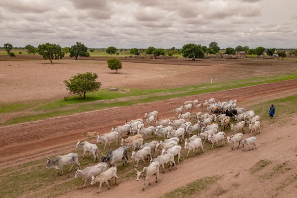 vlc-voices-implementing-one-health-insights-from-fao
