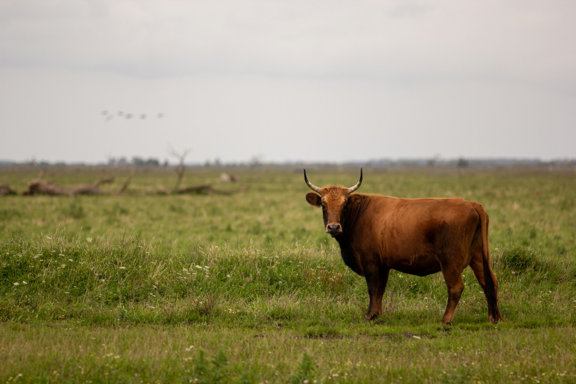 brown cow