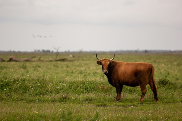 brown cow