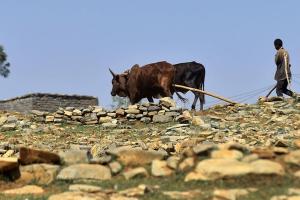 cow