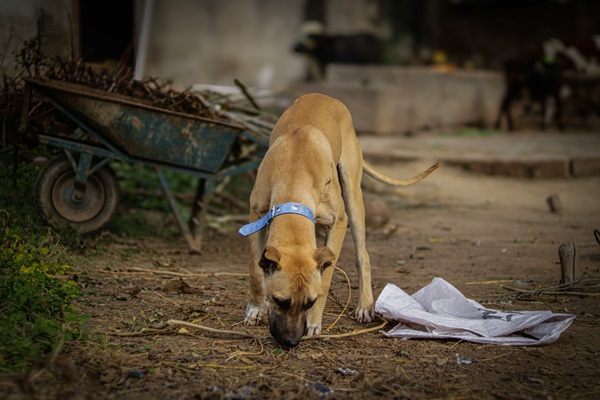 dog pakistan