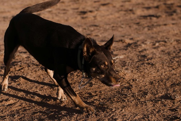 dog
