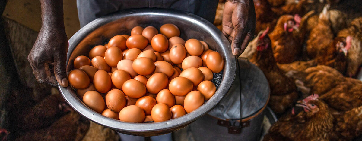  © FAO:Harsha Vadlamani