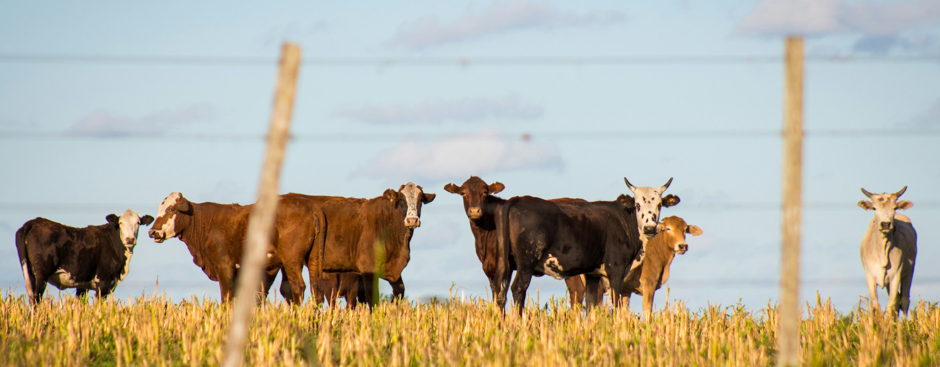 cattle cattle