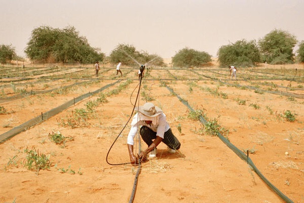© FAO / Giulio Napolitano