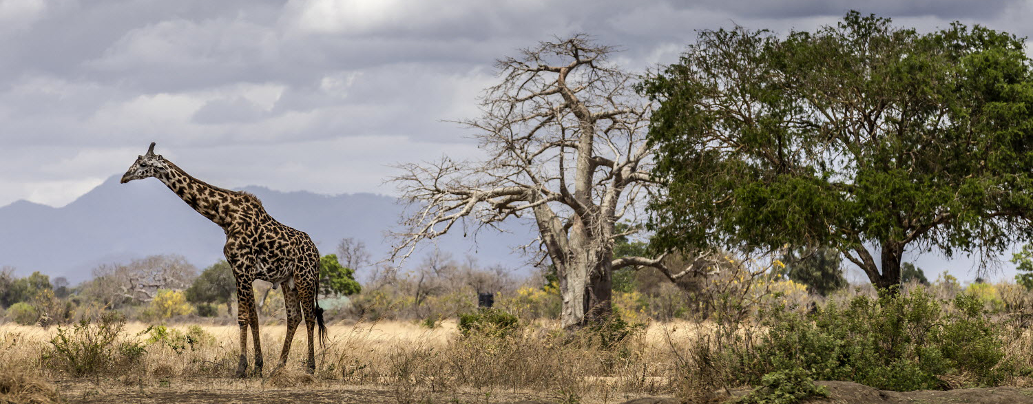 FAO_25077_0286_forests