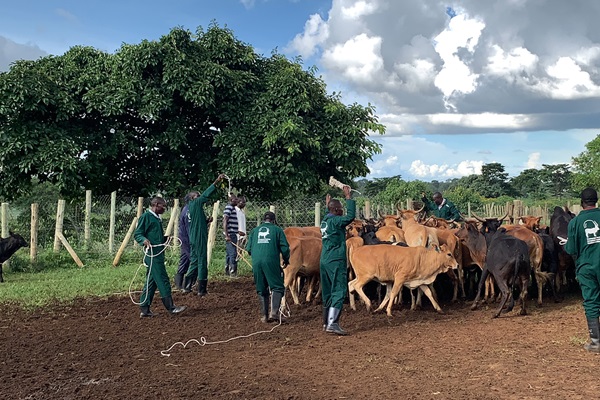 Strengthening smallholder farmer access to livestock services Strengthening smallholder farmer access to livestock services